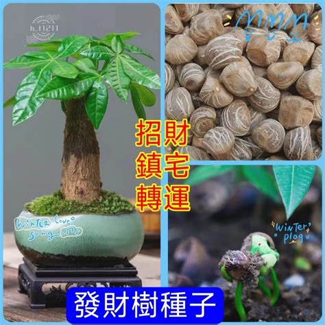 發財樹種子|發財樹種子培育方法，怎麼種植